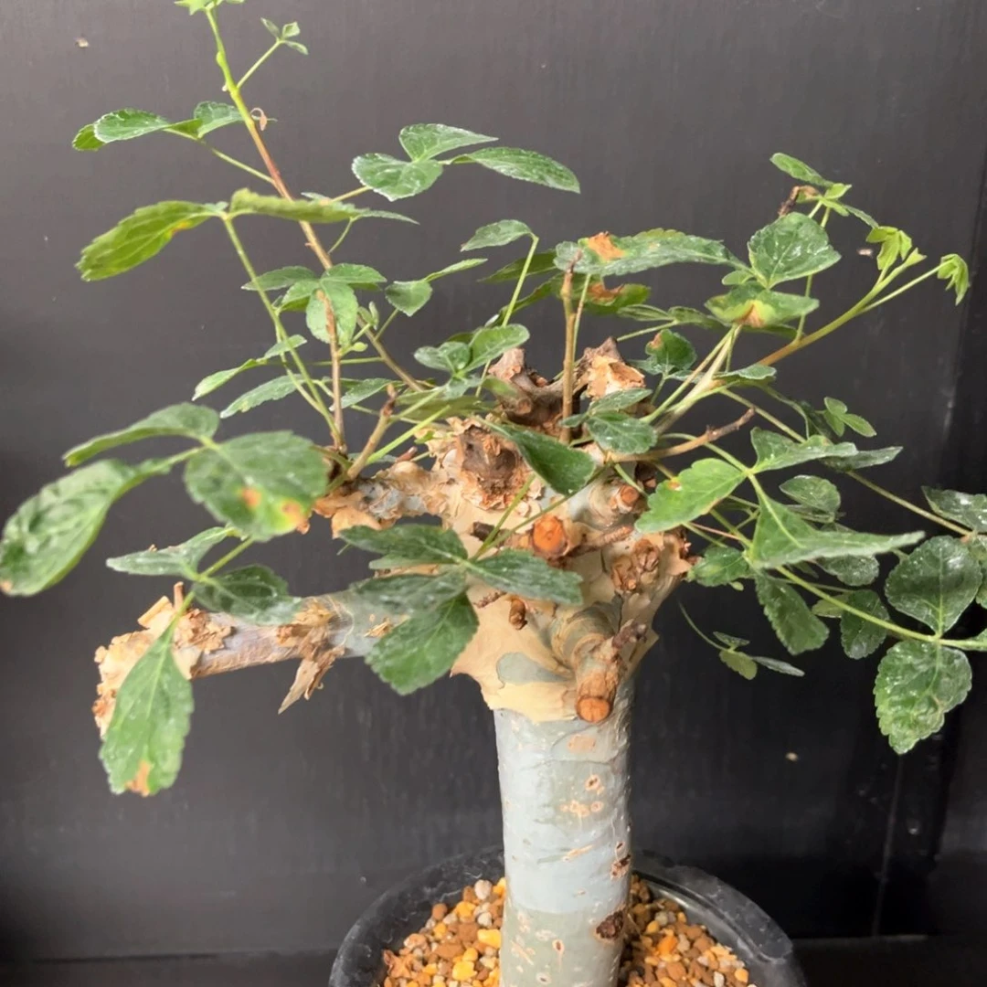 图坎蓝白皮老家熟桩