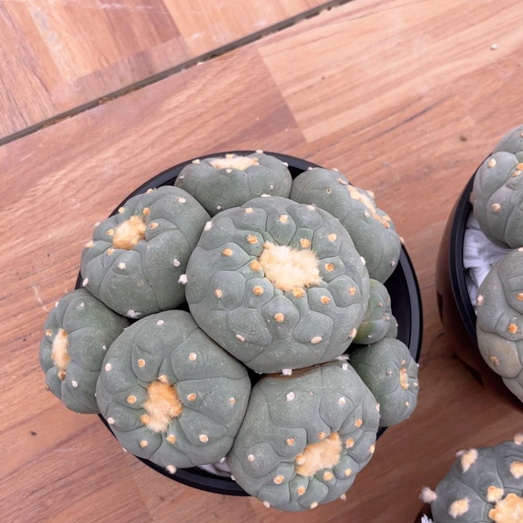 雨群生实生根多头