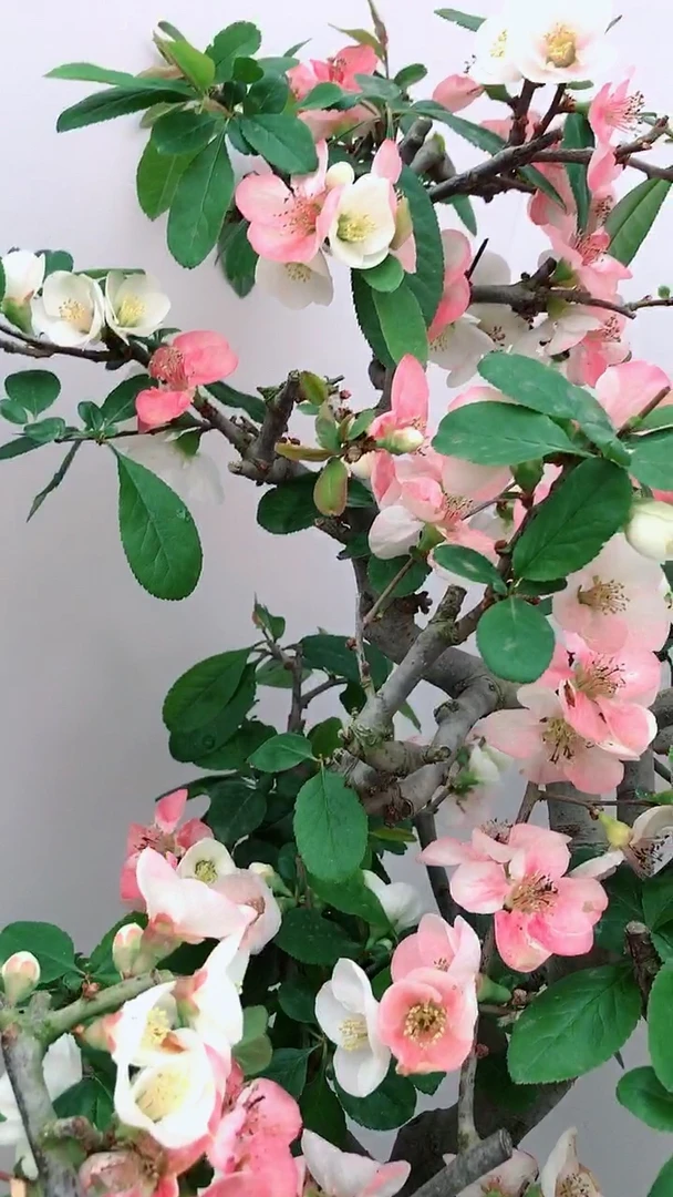 海棠梅花大量上市