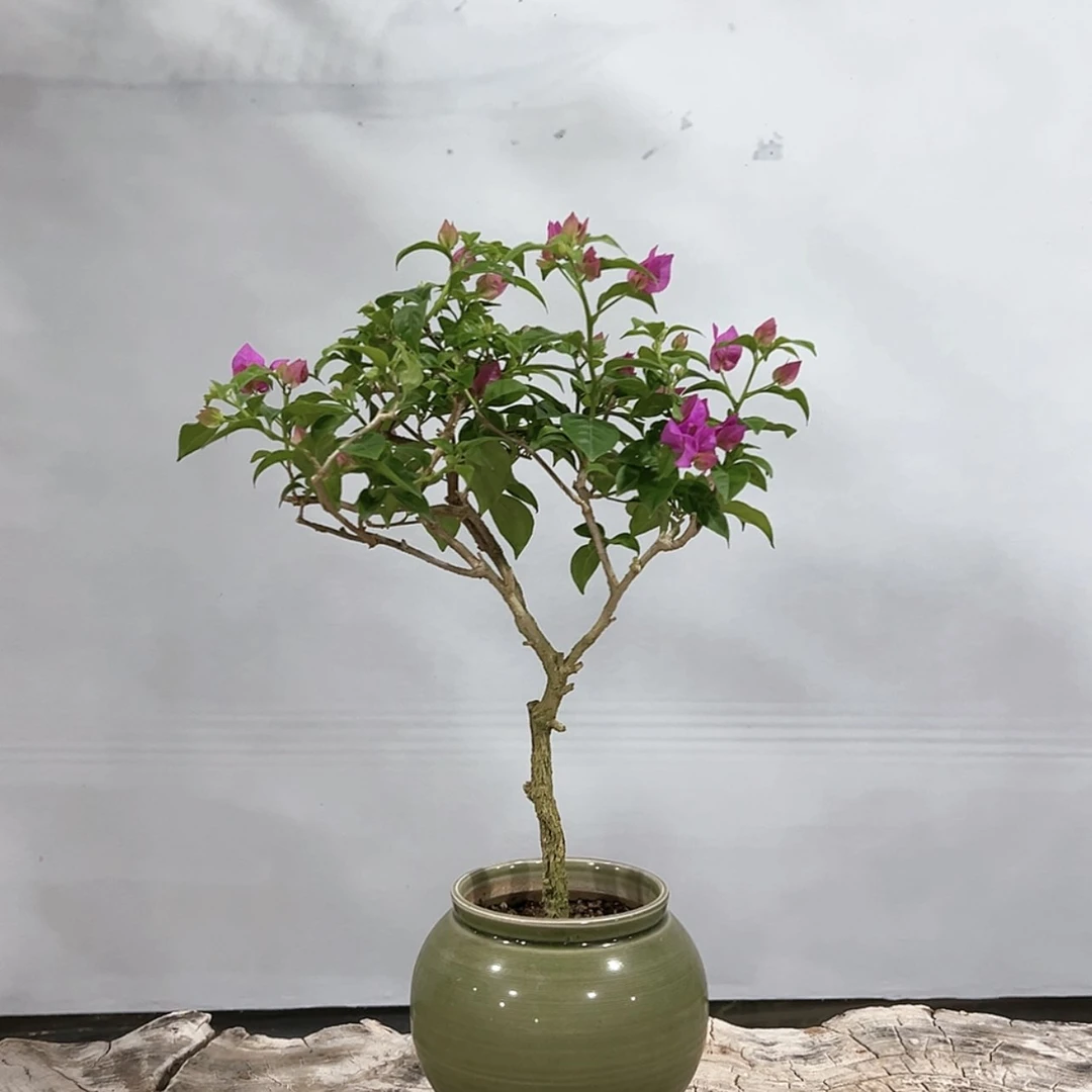 【闪购商品】巴西紫