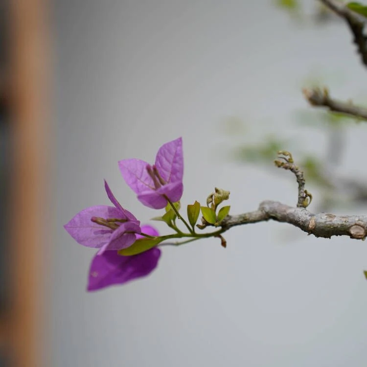 【一物一拍】三角梅多款造型盆景拍【99999】【非直播期间勿拍】