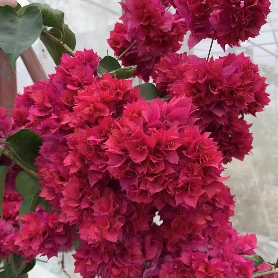 物一拍三角梅老桩盆景（22）999999