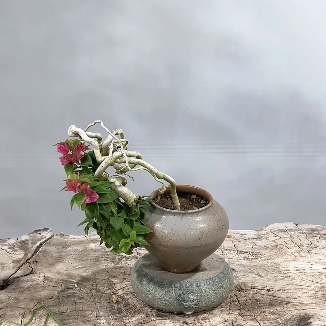 【闪购商品】小桃红