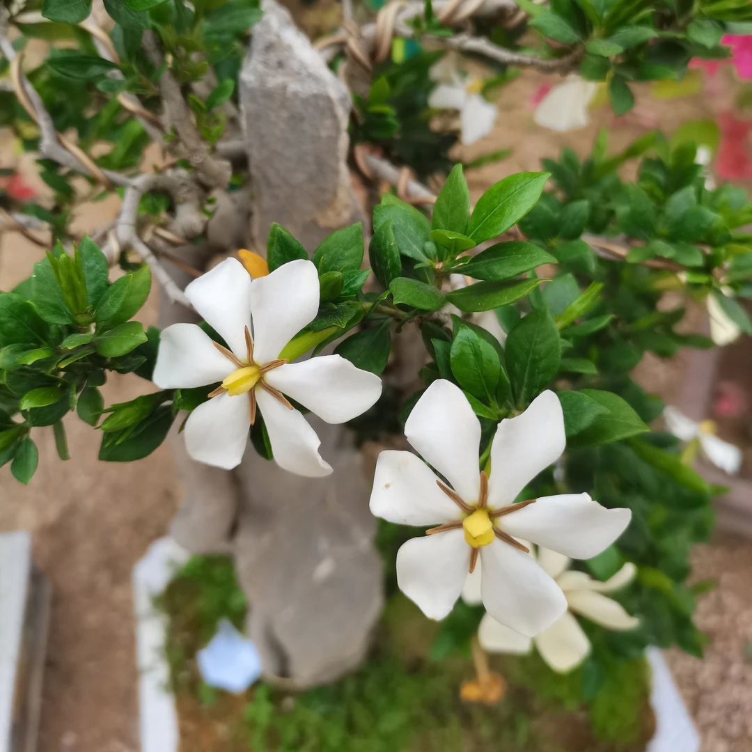 【一物一拍】栀子花多款造型盆景拍【5999】【非直播期间勿拍】