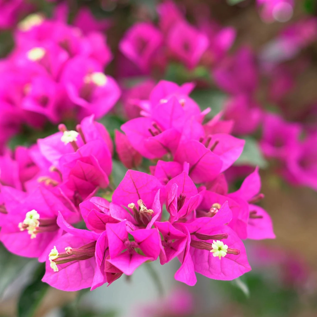 一物一拍三角梅老桩盆景（5）999999【非直播期间勿拍】