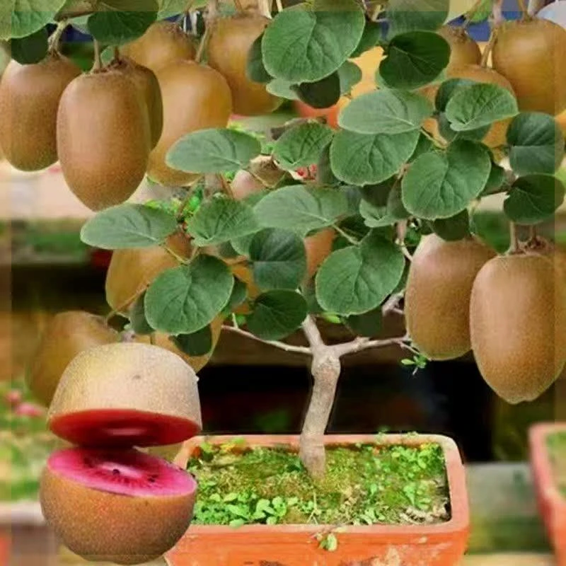 黄金奇异果猕猴桃红心翠绿猕猴桃猕猴桃盆栽地栽南北种植耐寒