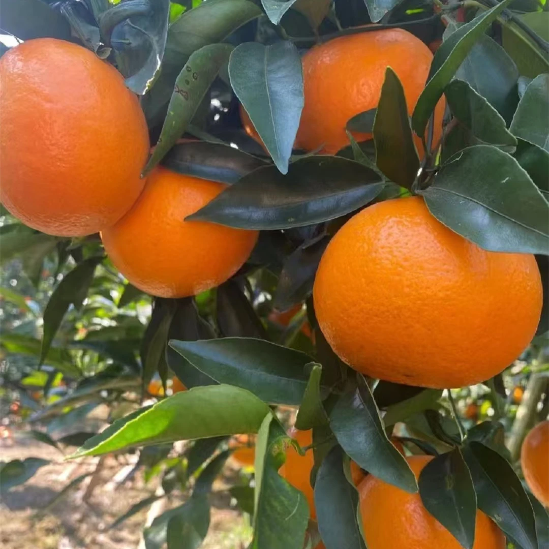 【091无核沃柑】正宗嫁接苗 南北方阳台庭院盆栽地栽橘子果树苗