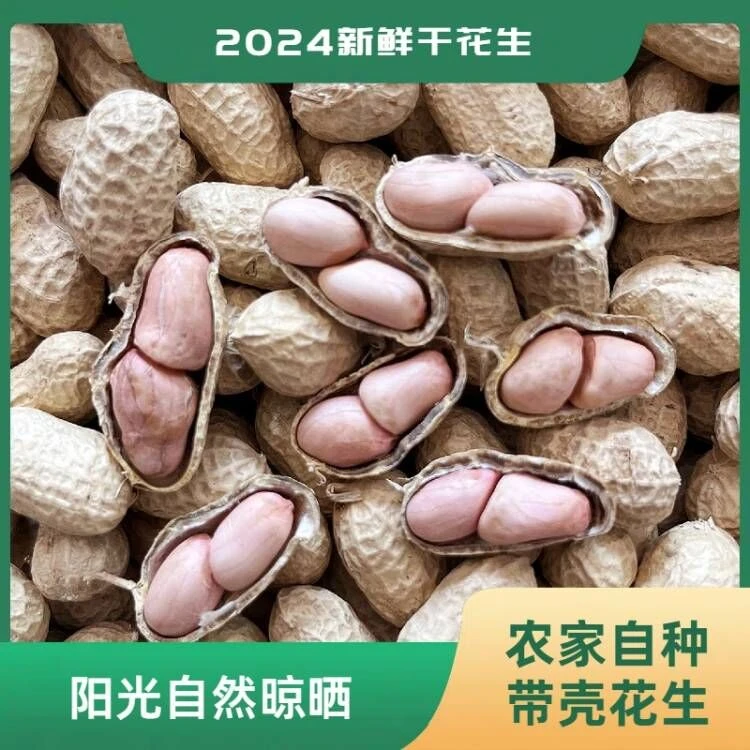 2024河南水屯饱满罗汉果干花生当季新鲜晒干带壳花生