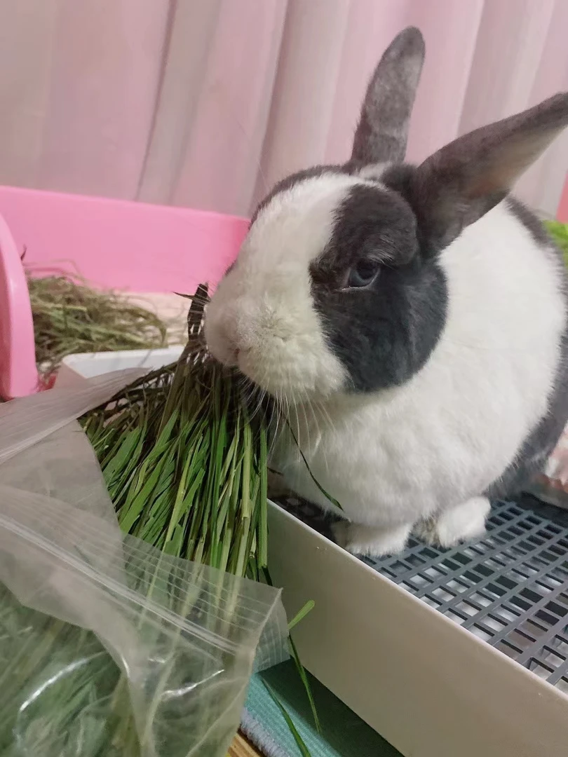 买一送一新草嫩苗草段 2025年烘干北提兔子荷兰猪磨牙草500g有穗