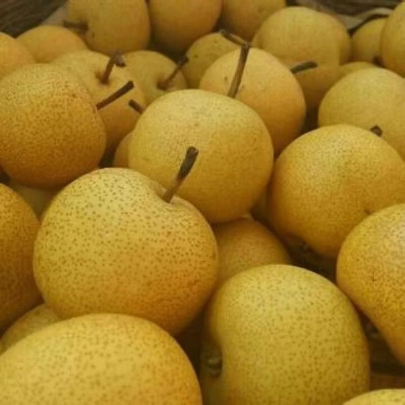 酸梨新鲜河北唐山特产梨子当季水果做东北冻梨烂面大安梨蓟县青龙