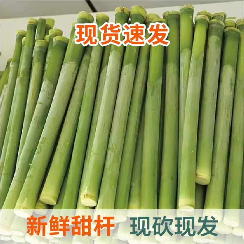 【顺丰】甜杆新鲜小甘蔗甜高粱杆甜芦粟穄芦稷绿皮东北甜杆儿崇明