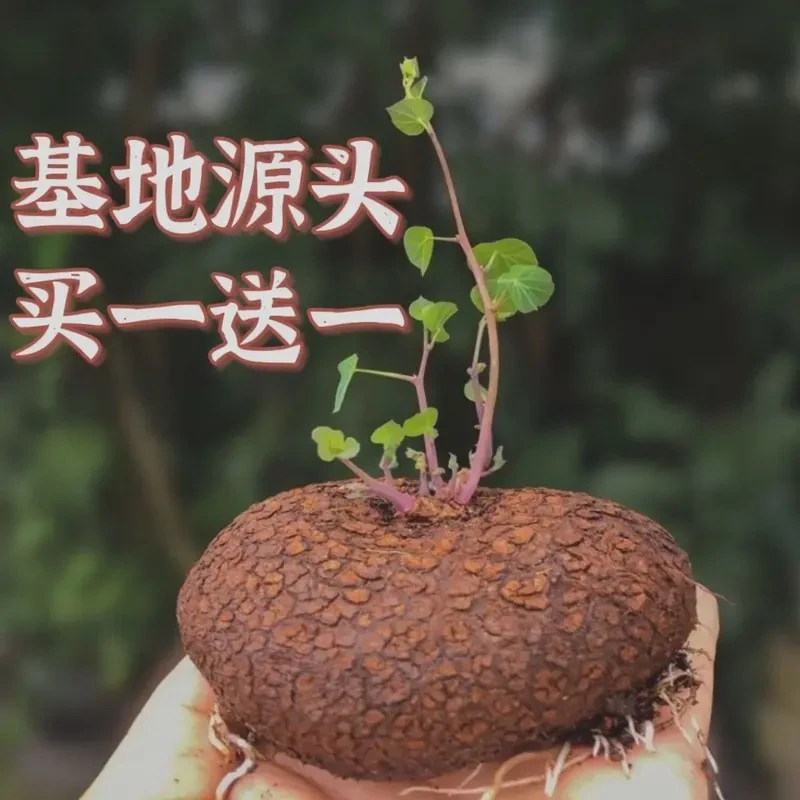 买一送一 红藤圆叶山乌龟金不换七彩龟块根爬藤水培客厅办公室