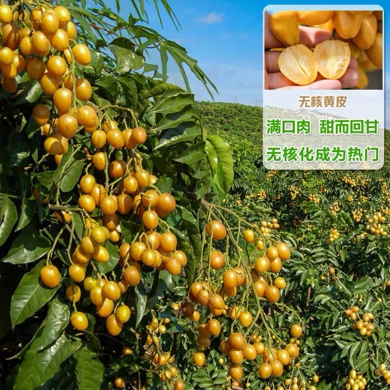 紫肉黄皮苗大鸡心无核嫁接贵妃黑皮黄皮果树苗水果苗盆地栽包邮