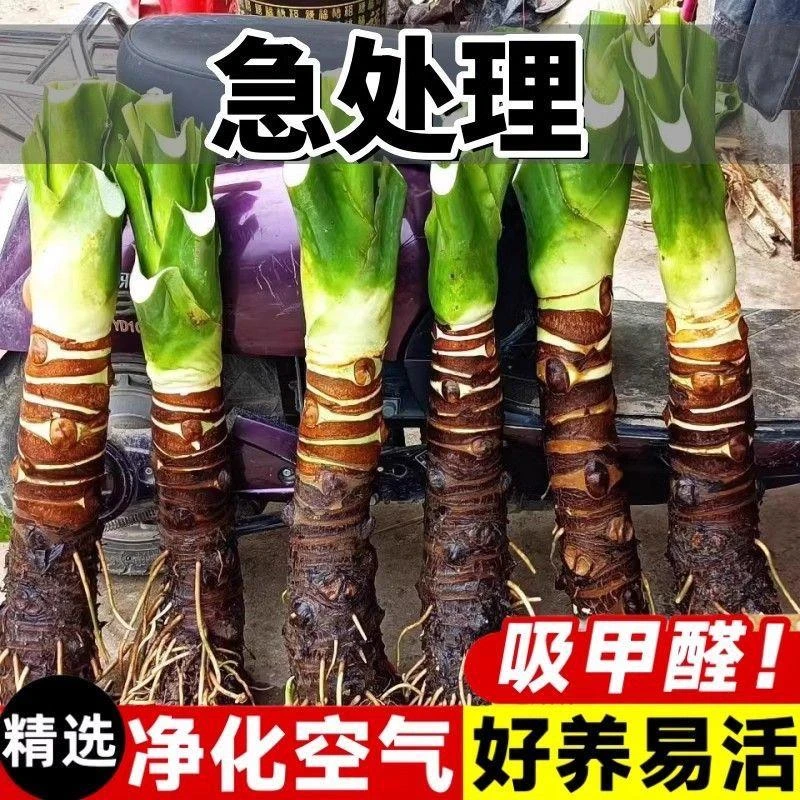 滴水观音盆栽老桩霸王大叶植物客厅花卉净化盆景绿植水滴形水培