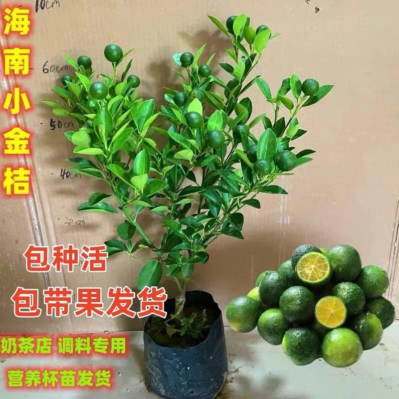 海南金桔柠檬树苗嫁接四季小青桔苗当年结果盆栽庭院地栽带果带果