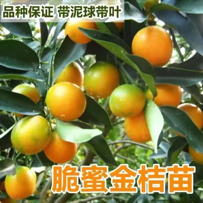 广西脆蜜金桔四季金桔脆皮金桔大果盆栽地栽适合南北耐寒耐热无籽