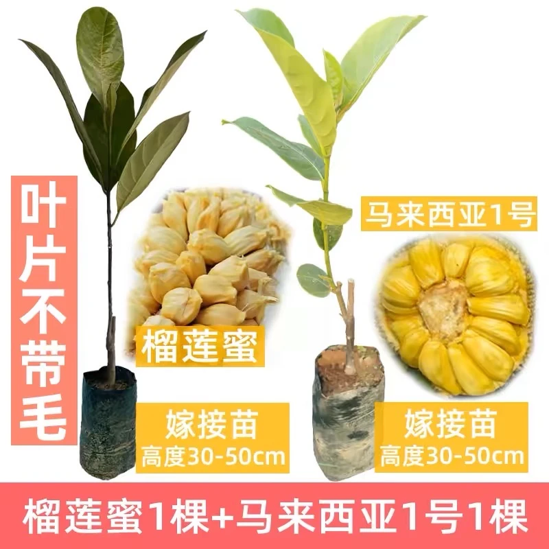 木菠萝树苗海南马来西亚1号黄肉泰国8号12号红肉嫁接苗菠萝蜜三丫