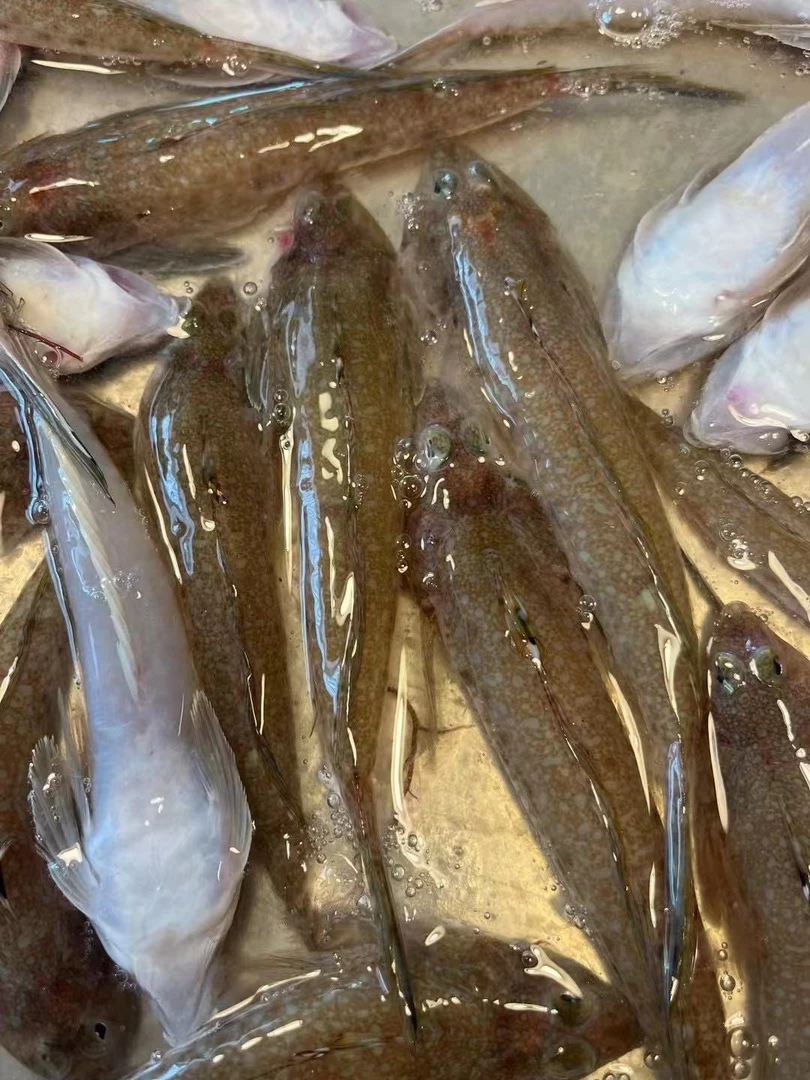 3斤包邮 鸡腿鱼 酱油水 豆酱水 包洗杀