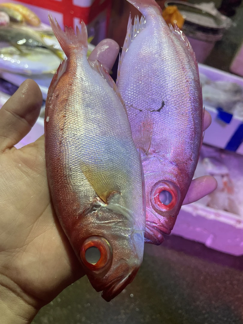 红目菱 大眼鸡 一斤3-4条左右清蒸好鱼 3斤包邮