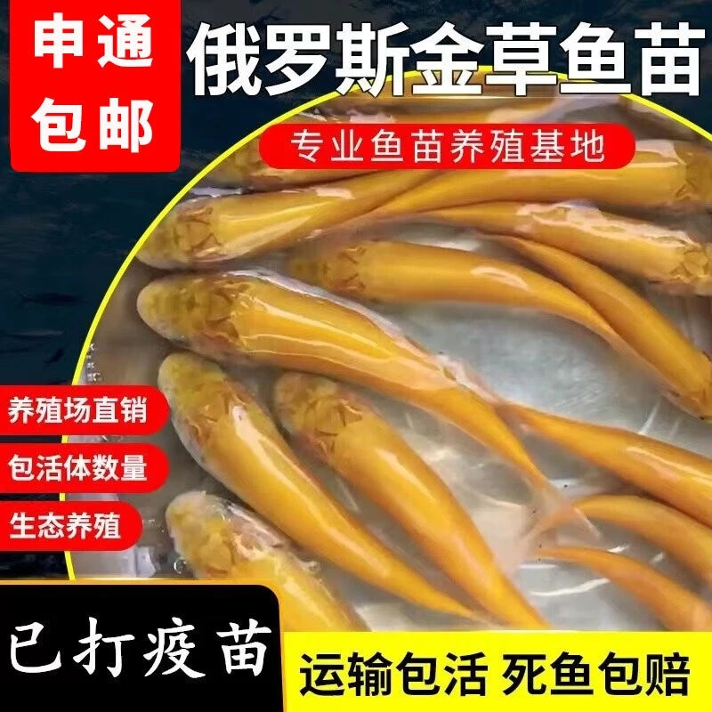 金草鱼金皖鱼俄罗斯金草鱼鱼塘养殖可食用 包活包邮