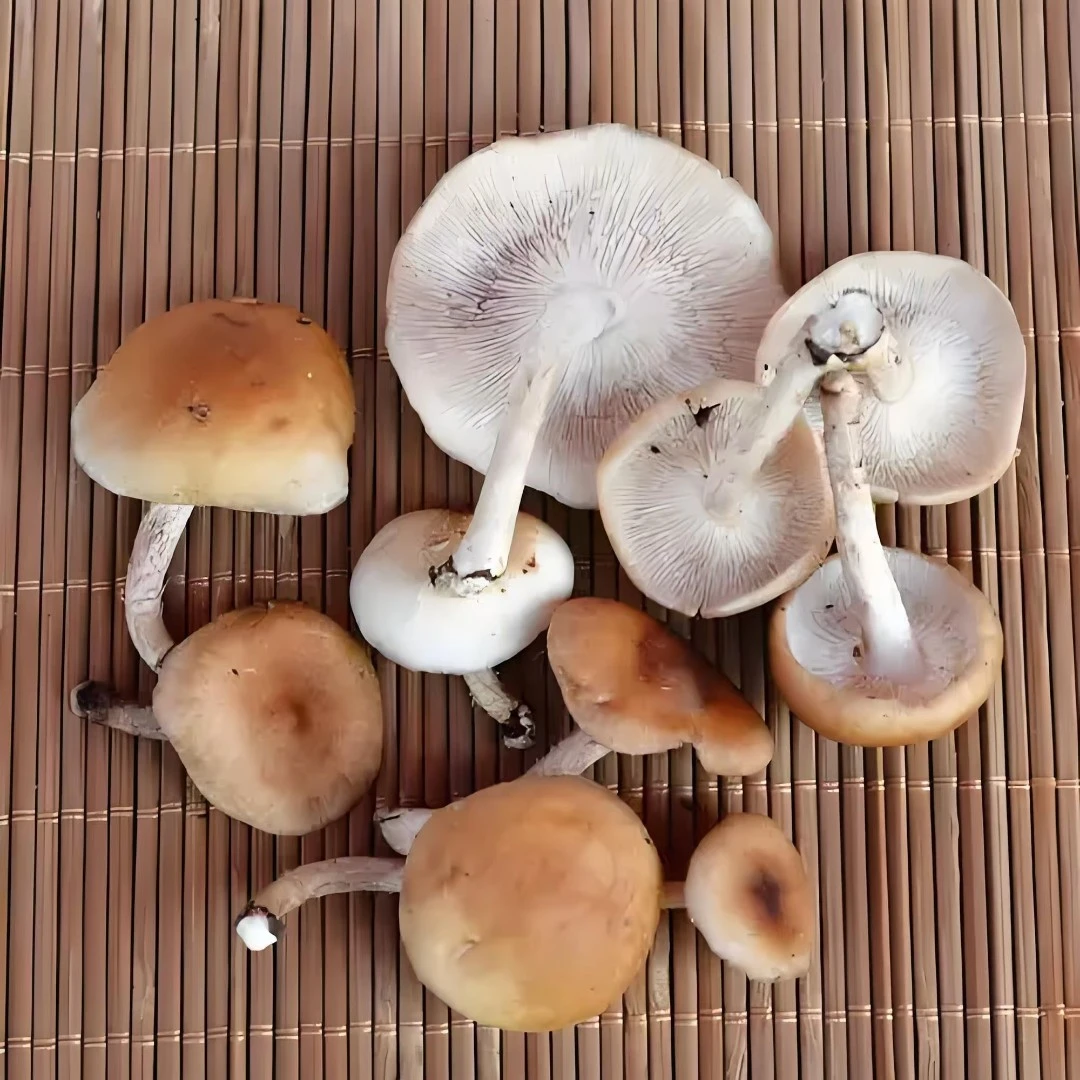 云南菌菇新鲜大朵香蕈蘑菇菌子香菌香信火锅煲汤香菇云南菌子