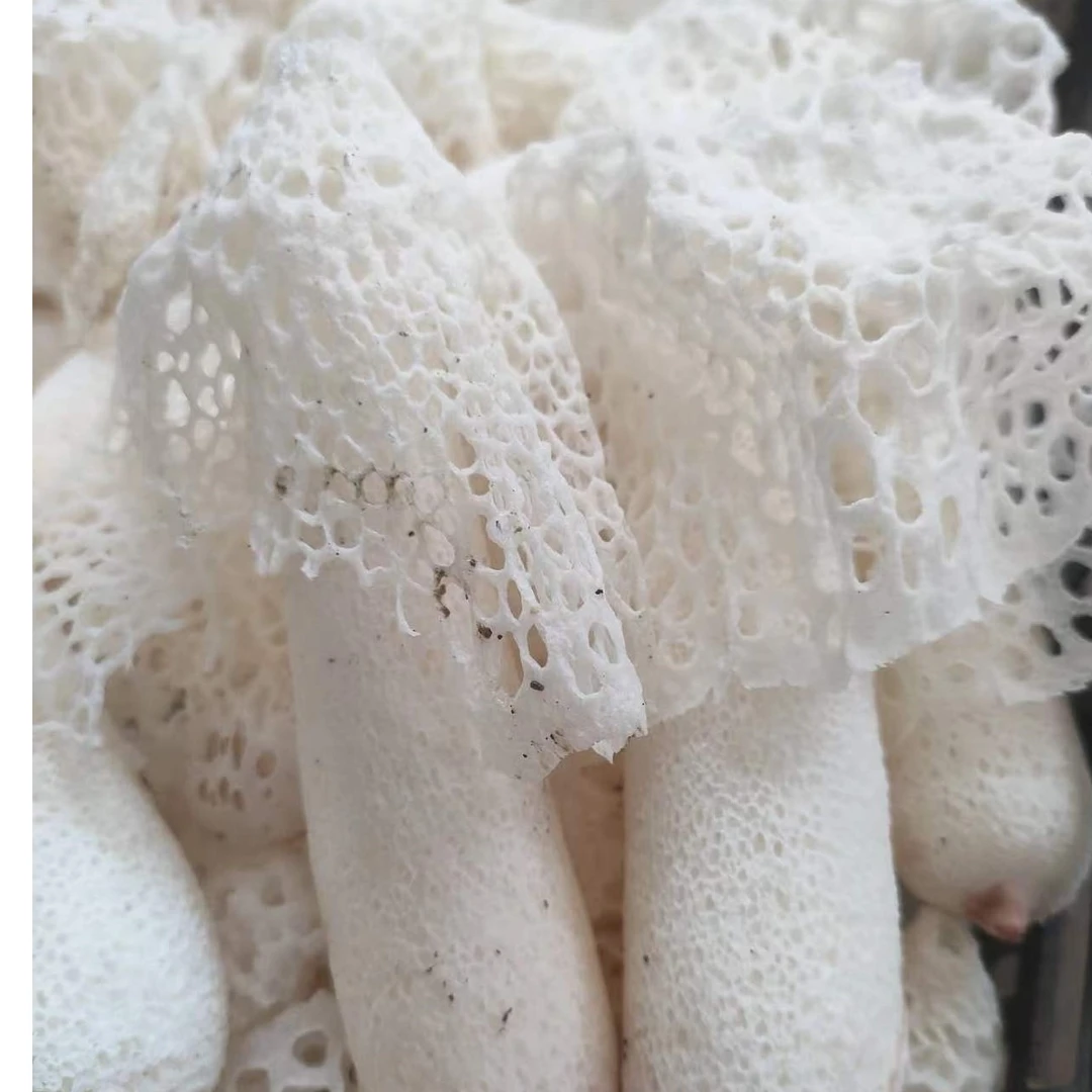 云南新鲜红托竹荪菌新鲜竹荪煲汤天然青川竹荪菌菇竹笙菌子