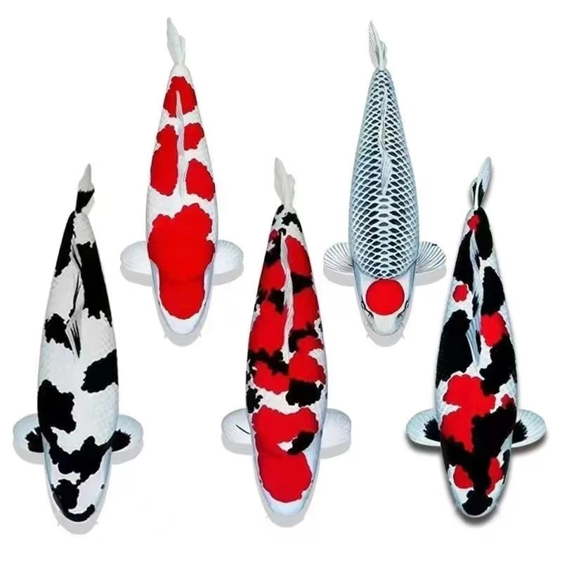 红白大正活体精品锦鲤留养级耐活好养黄金黑金锦鲤鱼