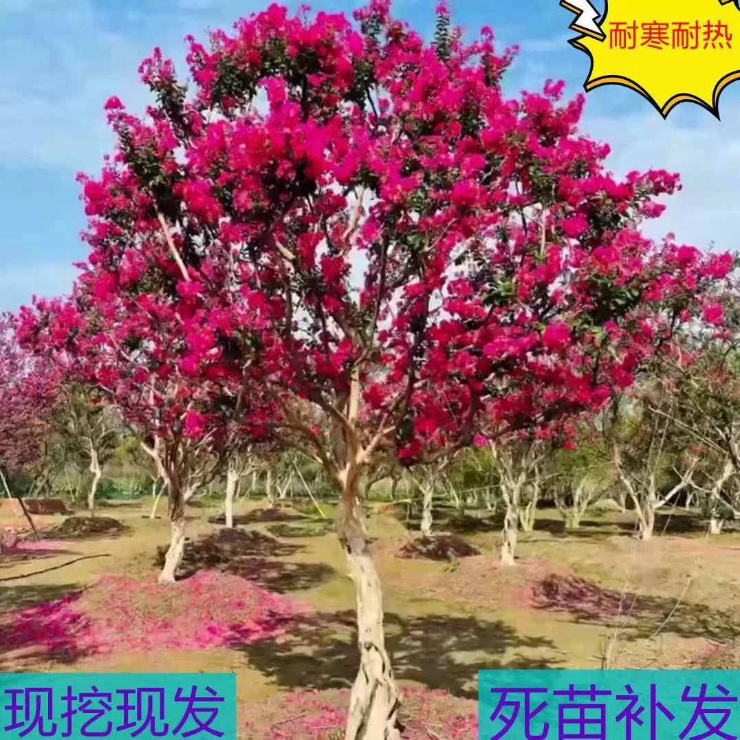 紫薇树苗红火箭天鹅绒速生红火球大型庭院四季盆栽百日红紫色红色