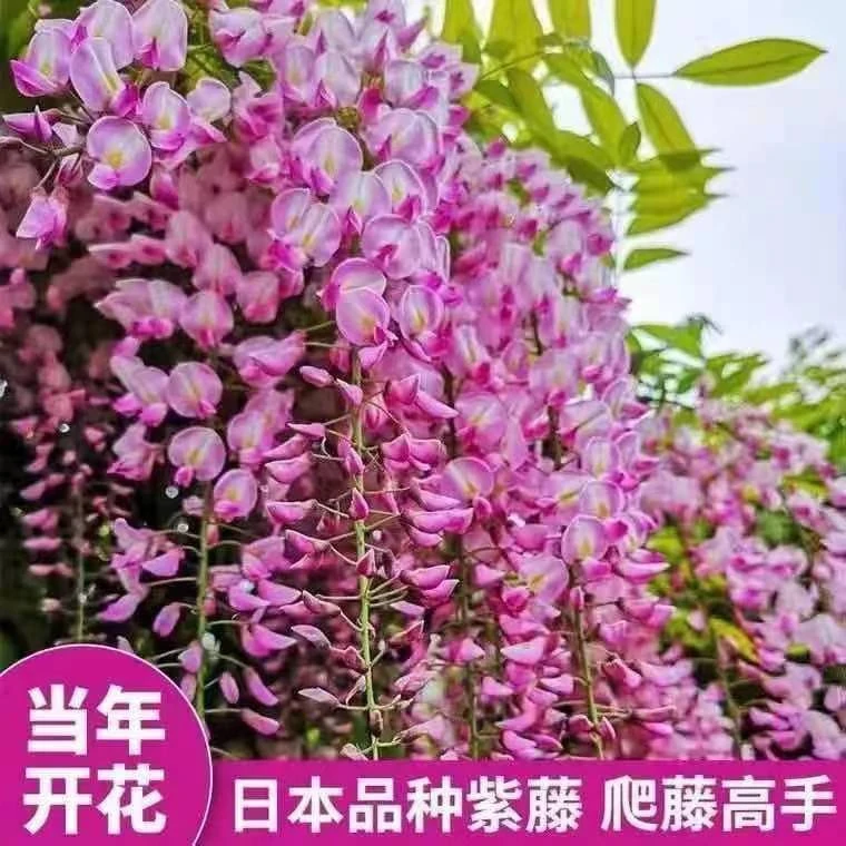 紫藤花苗庭院阳台爬藤植物攀爬耐寒花卉紫藤树苗紫藤萝浓香