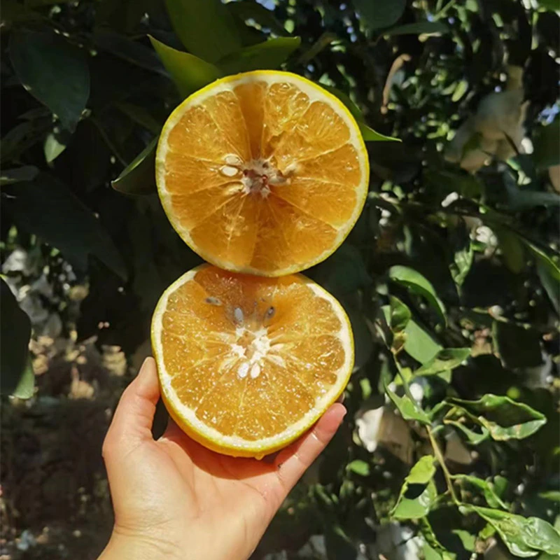 福建平和爆汁葡萄柚中调农产品助农当季新鲜水果3-9斤整箱包邮