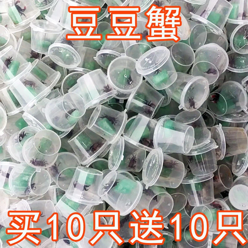 迷你豆豆蟹活的儿童益智玩宠礼物桌面观赏鱼蟹吃土辣椒蟹钓鱼饵料