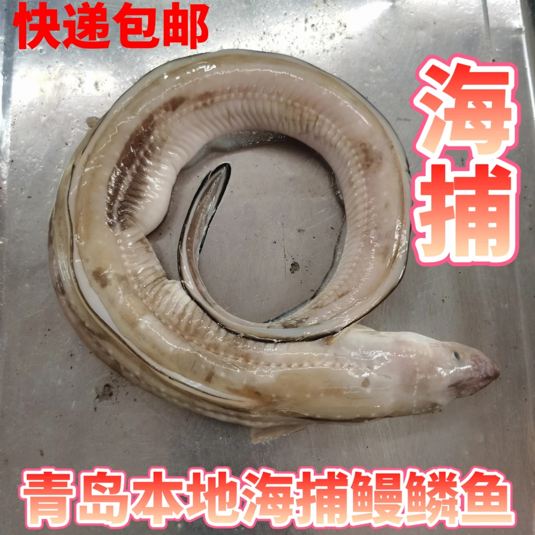 海捕野生(鲜鳗鳞鱼)(七星鳗鱼)(油鳗)急冻锁鲜真空包装 顺丰包邮