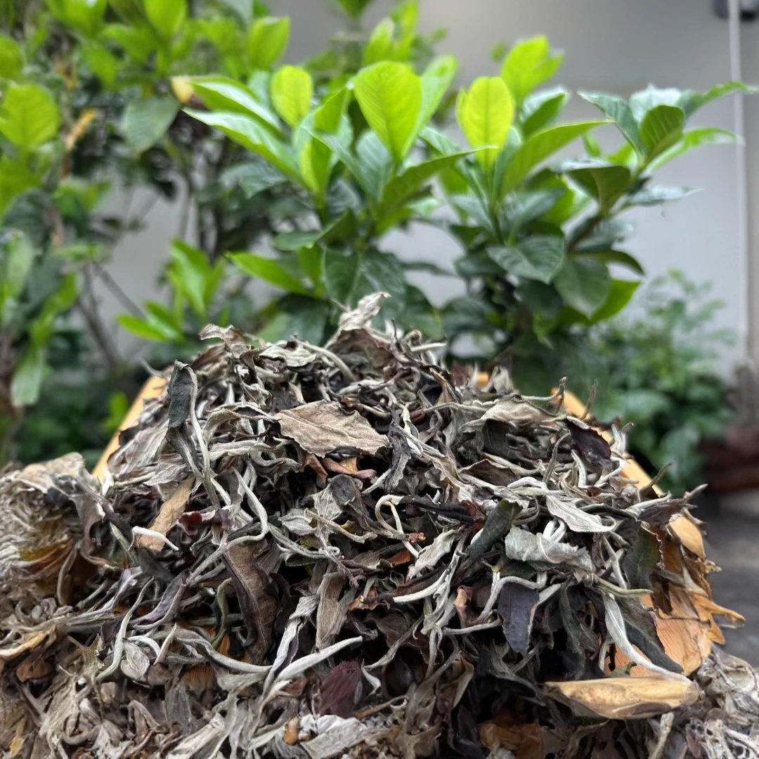 2024年头春头采白牡丹白茶散料——花香