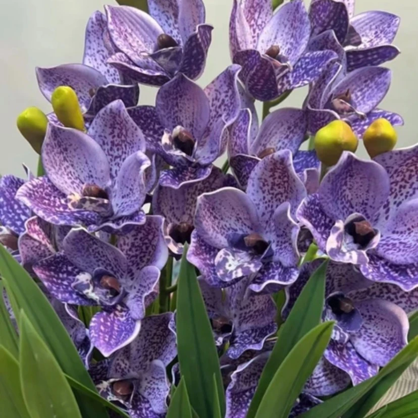 紫袍胭脂】兰花室内盆栽地栽种植四季常青年宵花卉开花庭院种植