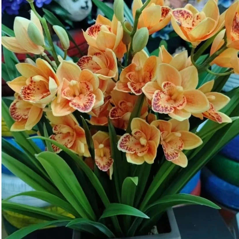 金玉满堂】兰花室内盆栽地栽种植四季常青年宵花卉开花庭院种植
