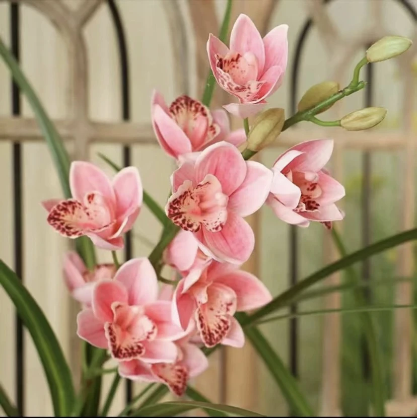 妃子笑】兰花室内盆栽地栽四季种植四季常青年宵花卉开花庭院种植