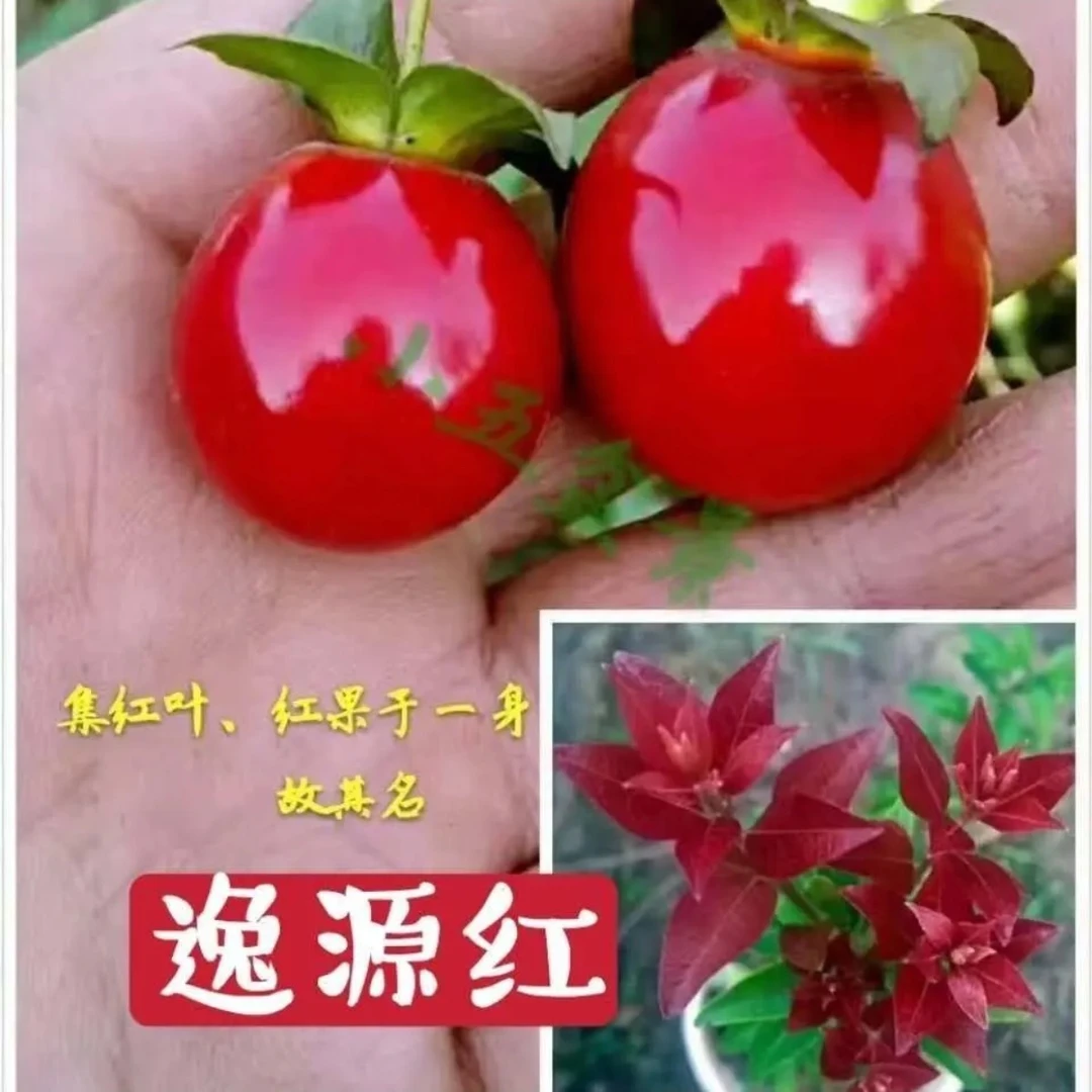 金弹子盆景10元-50元连接