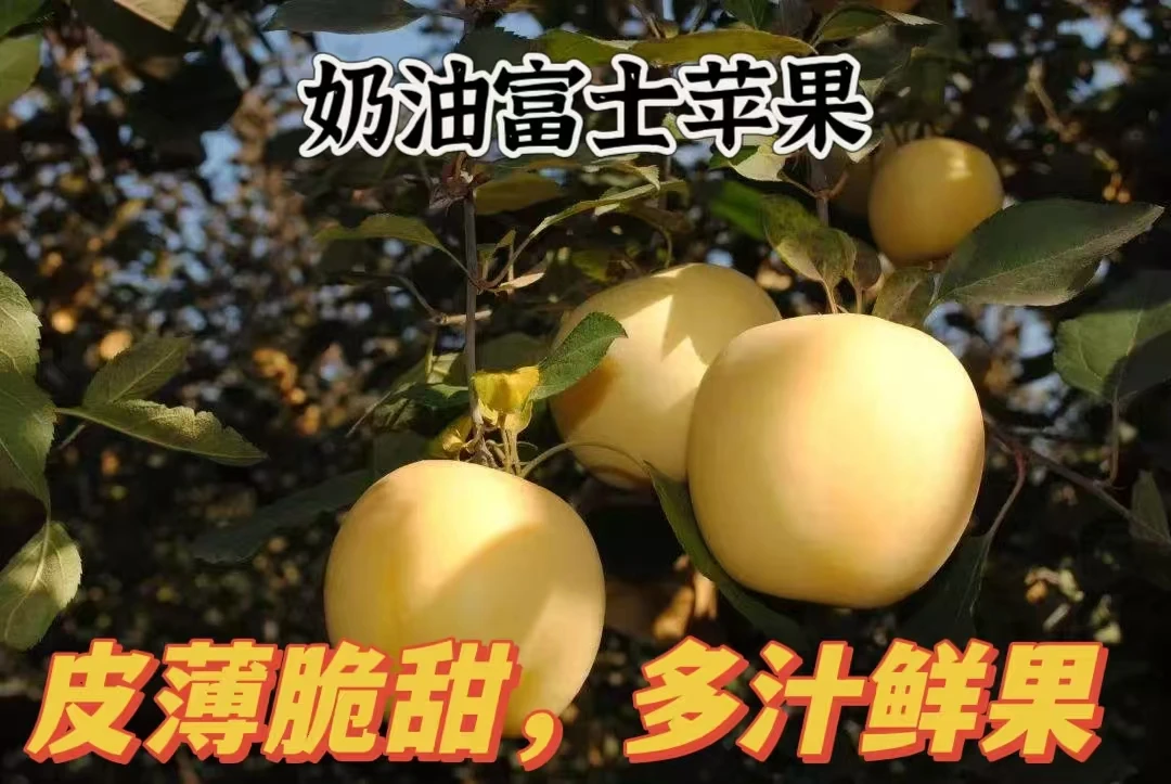 山东黄金奶油富士