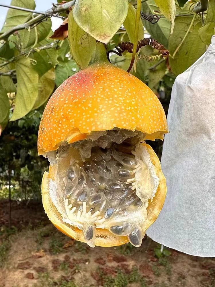 热情果百香果同城