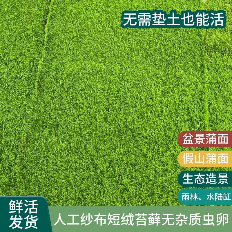 鲜活人工培育纱布短绒苔藓微景观盆景庭院造景雨林水陆缸铺面草皮