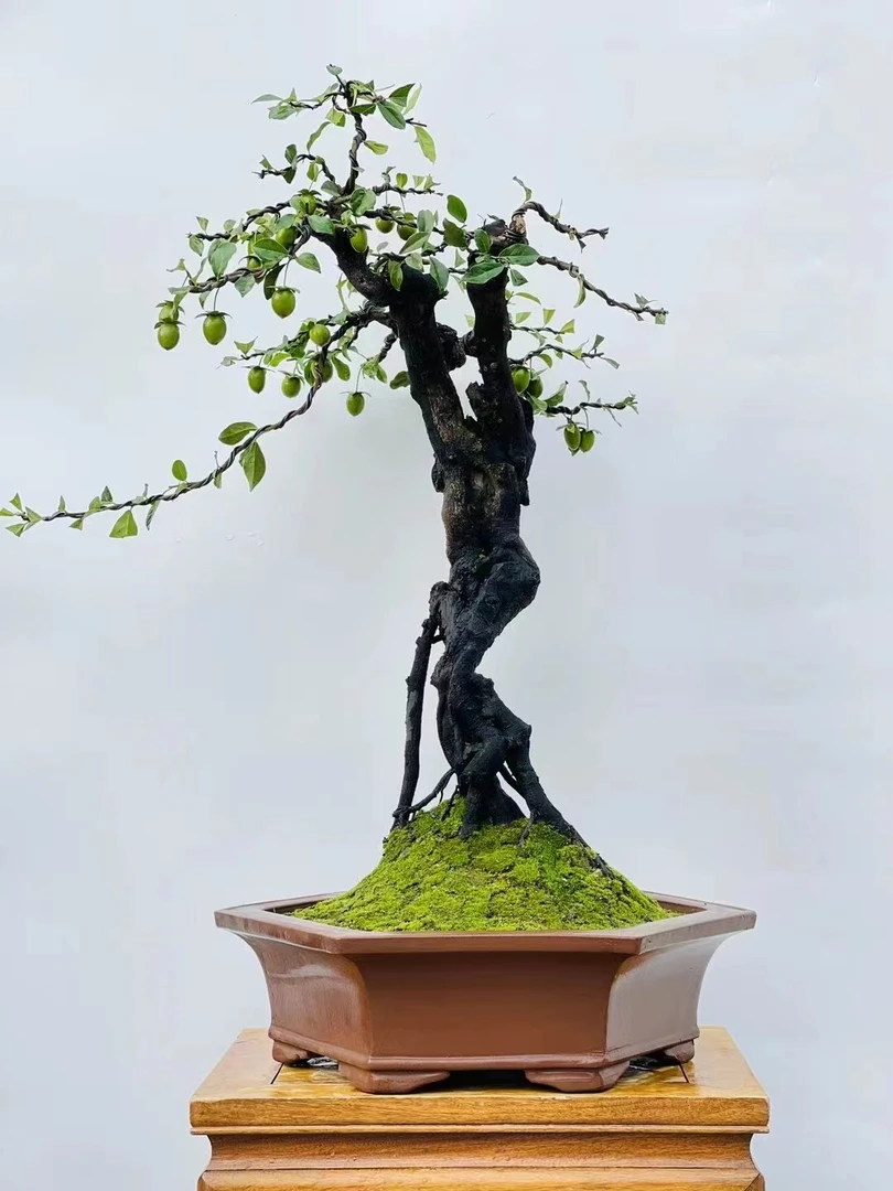 老桩金弹子.金弹子漂亮果子多样