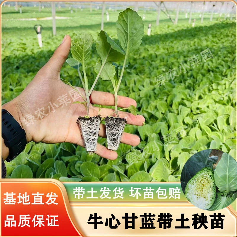 牛心甘蓝秧苗尖头包菜苗耐高温优质特大高产黄心菜绿色蔬菜秧苗