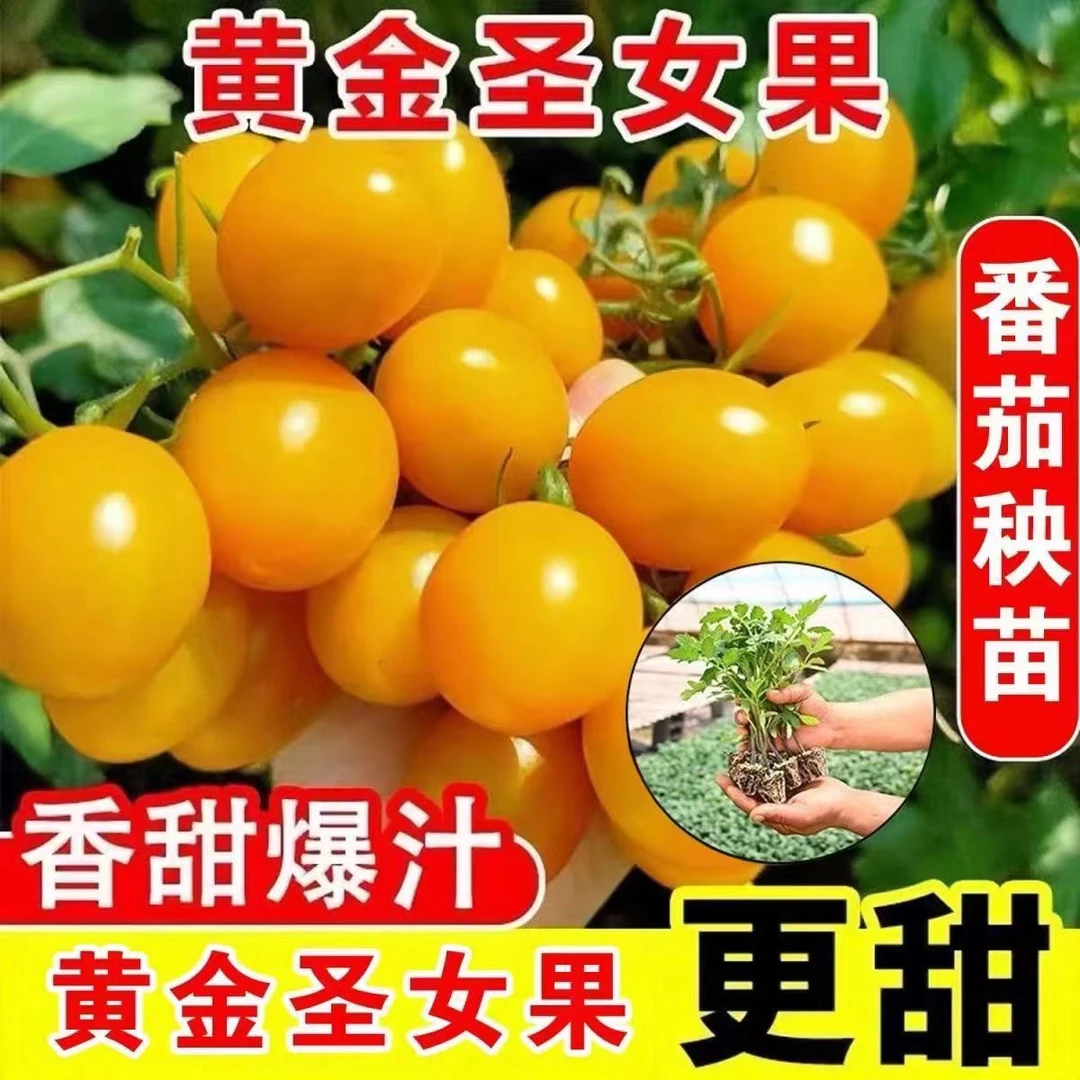 高产黄生女番茄秧苗带土小西红柿盆栽地栽春季种植秧苗