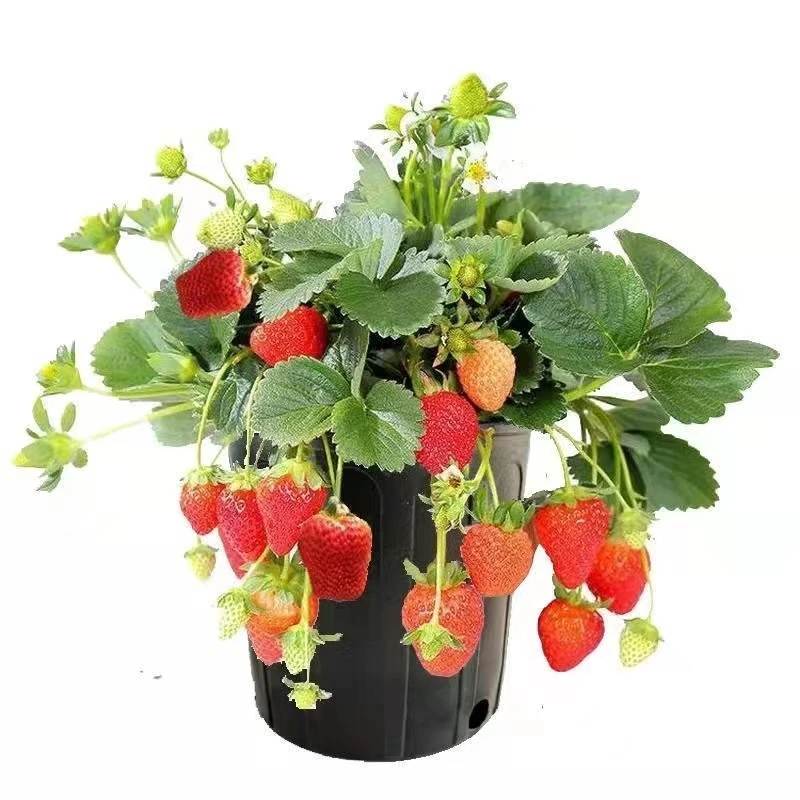 草莓苗阳台带土盆栽四季开花食用奶油红颜草莓南北方草莓秧