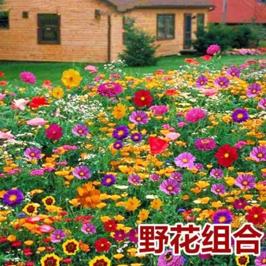 【七彩组合野花种子】七彩组合美丽乡村野花四季种植简单花种子