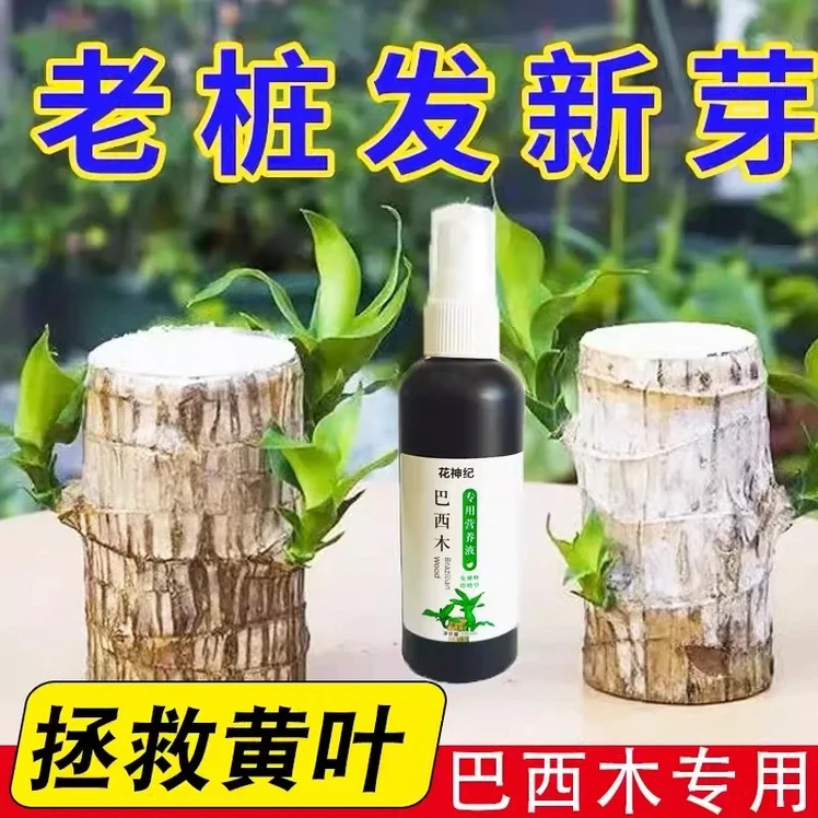 巴西木营养液专用肥料幸运木水培促爆芽液体