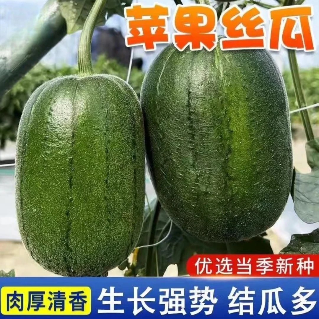 【苹果丝瓜种子】 圆丝瓜种子肉质细嫩高产好吃产量高