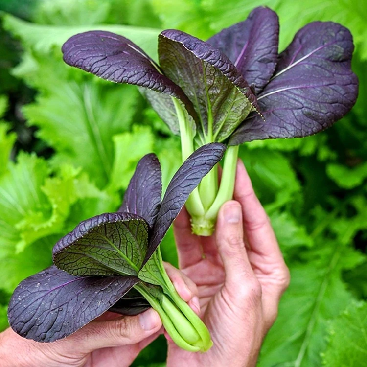 紫色小油菜种子四季青梗菜籽小青菜阳台盆栽菜园种植秋后蔬菜种孑