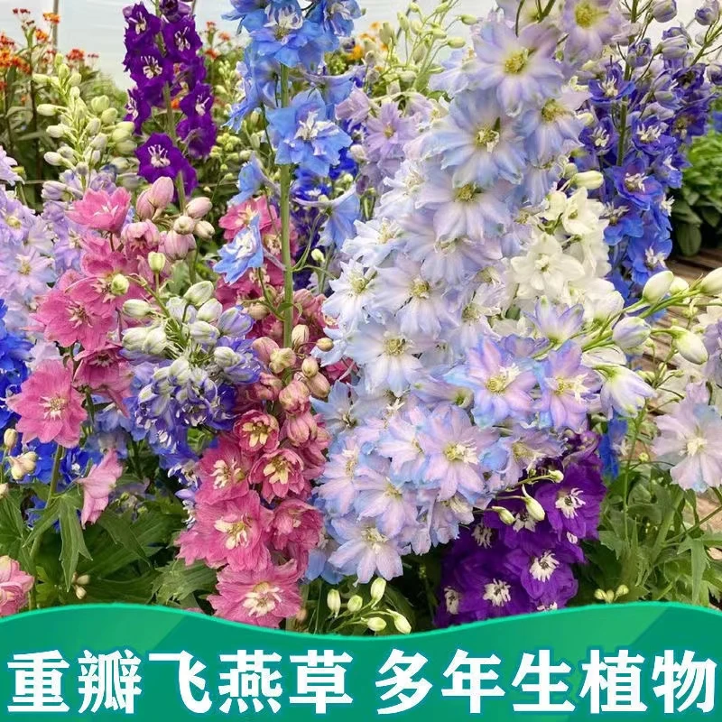 【丛生大花飞燕种籽】重瓣大花飞燕种子阳台庭院盆栽花卉植物花种