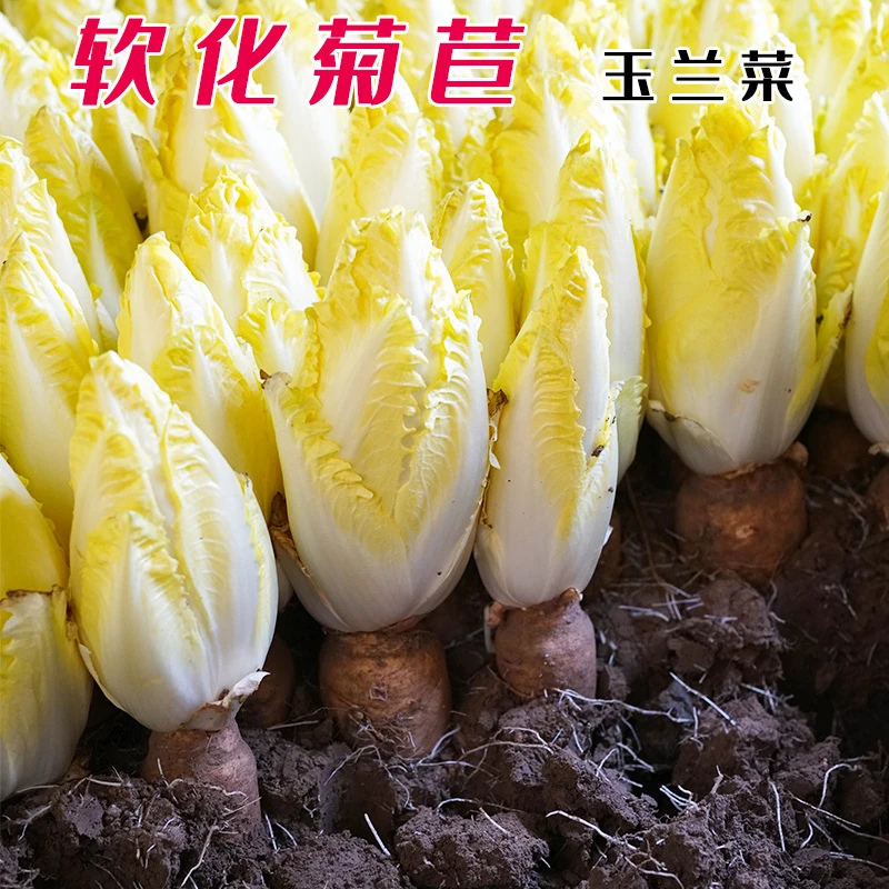 金玉兰菜种子软化菊苣种子玉兰菜种子黄菊苣四季蔬菜孑